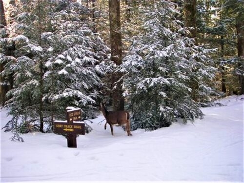 Deer on Blackwater Falls SP ski trails