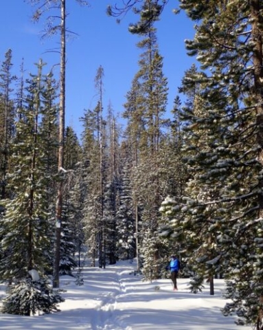 Trails at Ray Benson Sno Park