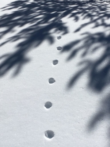 Fox News at Swampy Lakes photo by Al Larsen