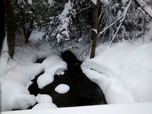 The deer were attracted down to the stream for open water