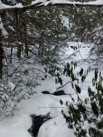 The Rhododendron all curled up in the cold