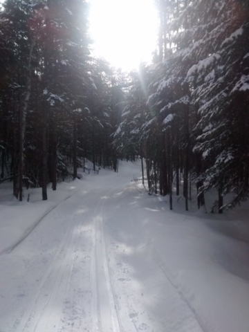 Through some dense woods