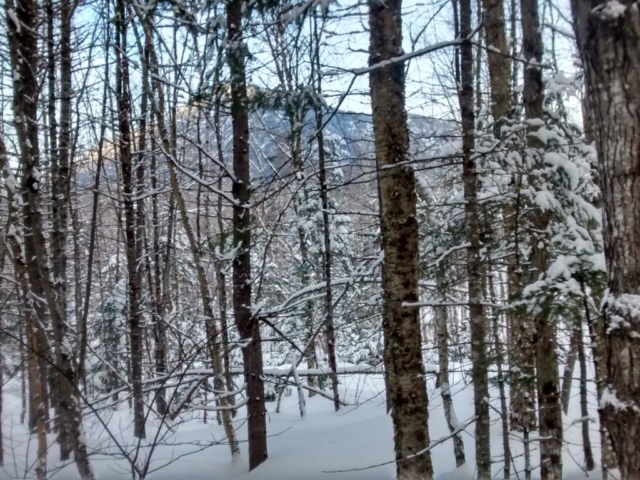 Through the Maine woods