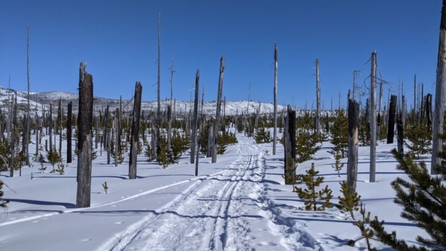 Trail through a burnt over area