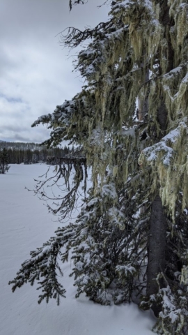 Which side of the tree is the moss on?