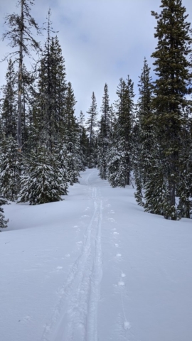 Fresh trail at Ray Benson