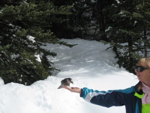 A Canadian Robber jay