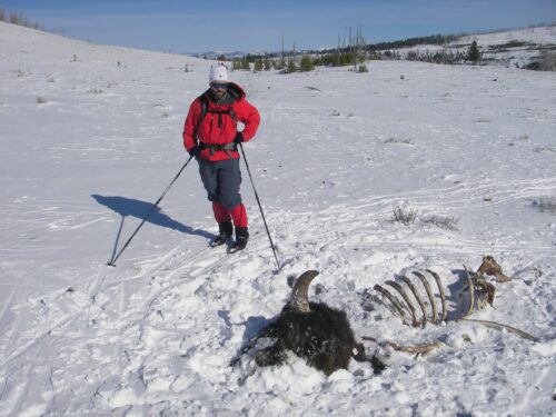 Jack and the Buffalo Carcass, Bunsen Peak Trail, near Mammoth Hot Springs in Yellowstone National Park
