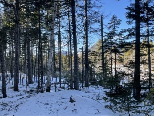Peaks from trailside on the way to Poplar Hut