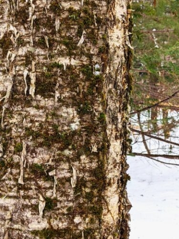 Close up of birch bark and moss in the North Woods