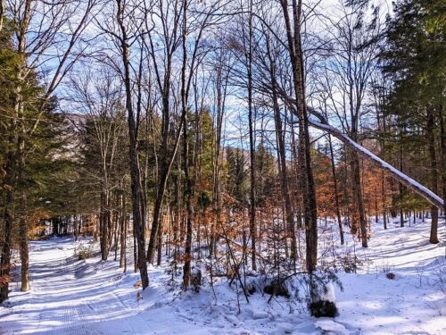 The cutoff connector trail to the Northville-Lake Placid backcountry trail
