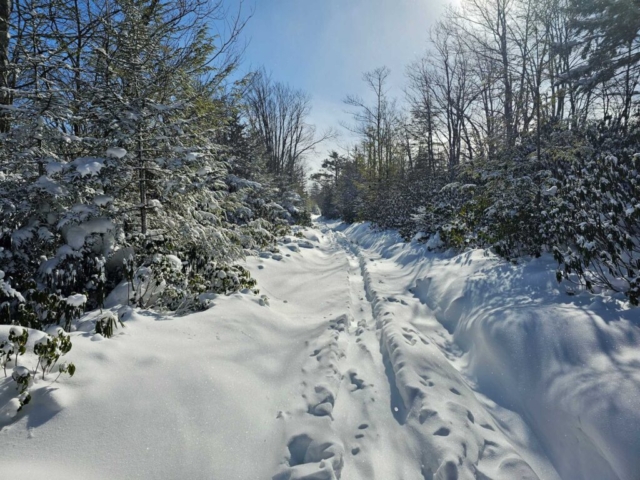 Trail up Cabin Mountain