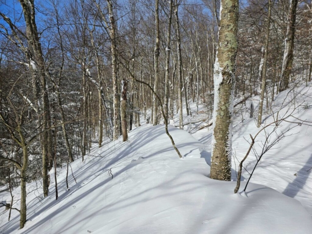 On Cabin Mountain near Whitegrass and Weiss Knob
