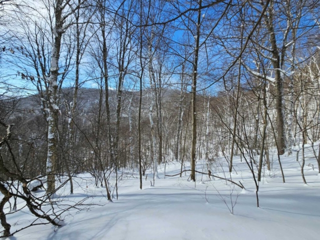 Snowy scene on Cabin Mountain, WV