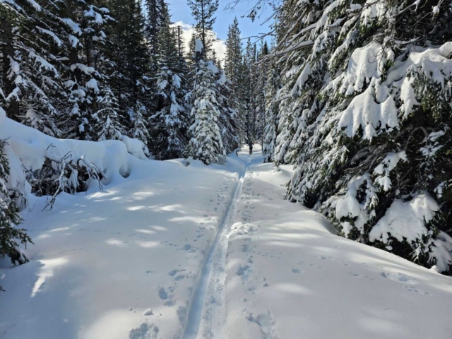 Ski Trail at Swampy Sno-Park, Bend, OR