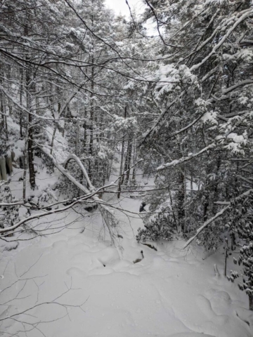 Elakala Trail near Blackwater Falls Lodge