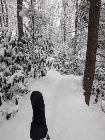 Elakala Trail near Blackwater Falls Lodge