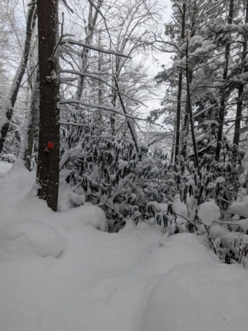 Elakala Trail near Blackwater Falls Lodge