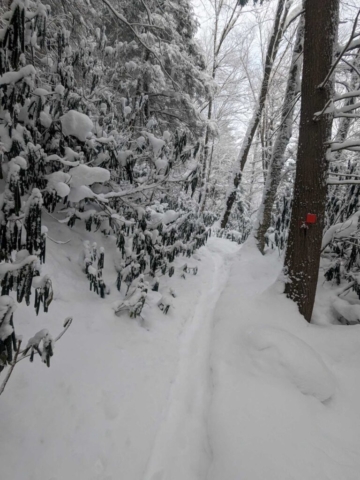 Elakala Trail near Blackwater Falls Lodge