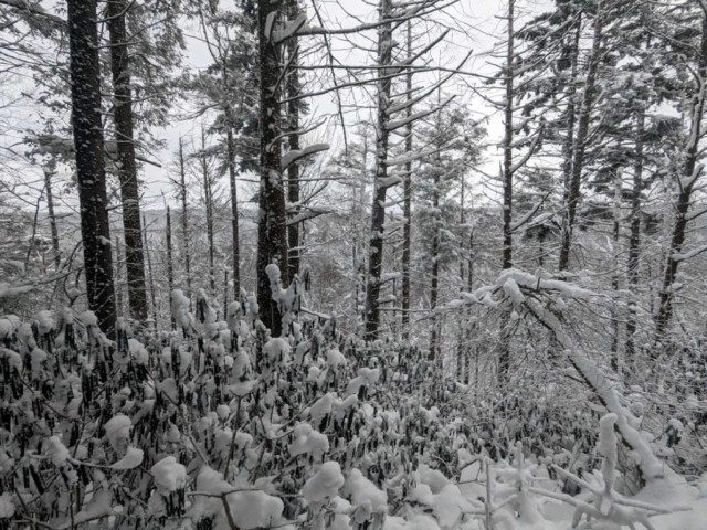Blackwater Canyon from Elakala Trail near Blackwater Falls Lodge