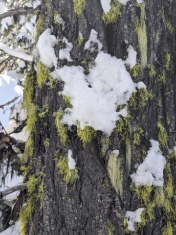 Snowshoe Trail at Swampy Sno-Park, Bend, OR