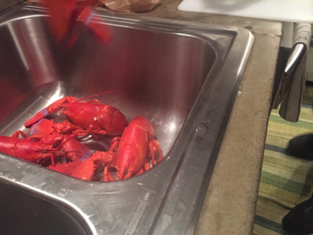 Lobstuh in the sink!